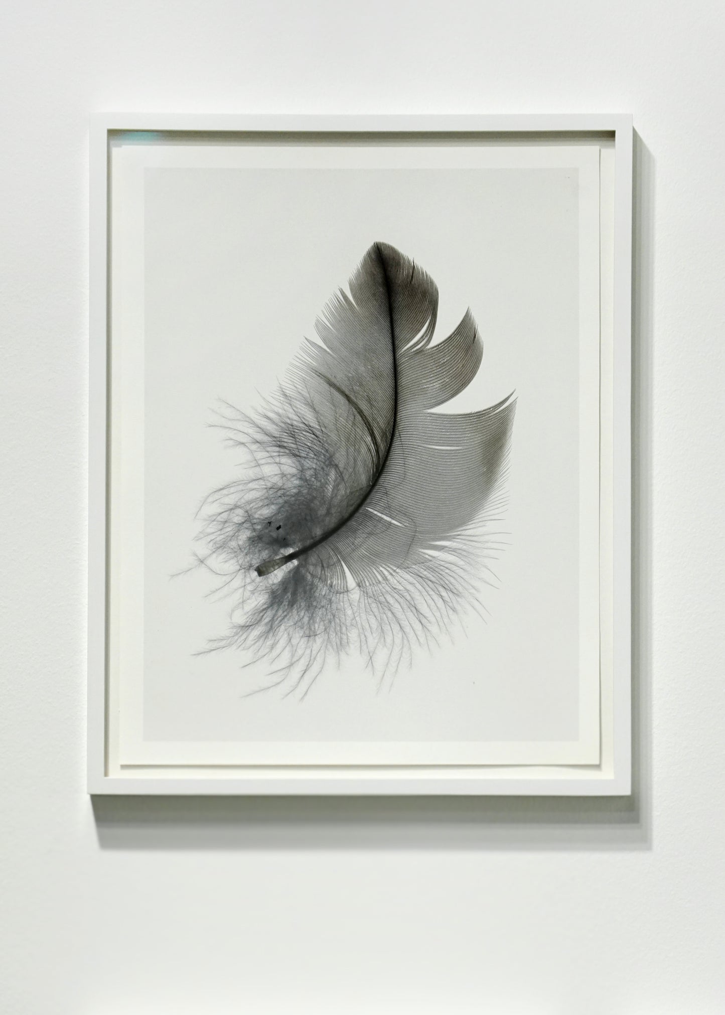 Christoph Keller: Down Feather, 2023