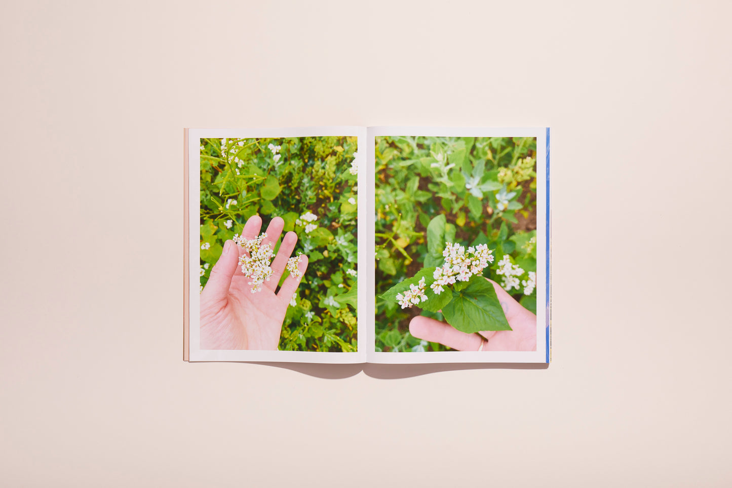 Lotus L. Kang: In Cascades